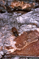 Douglas Fir Beetles
